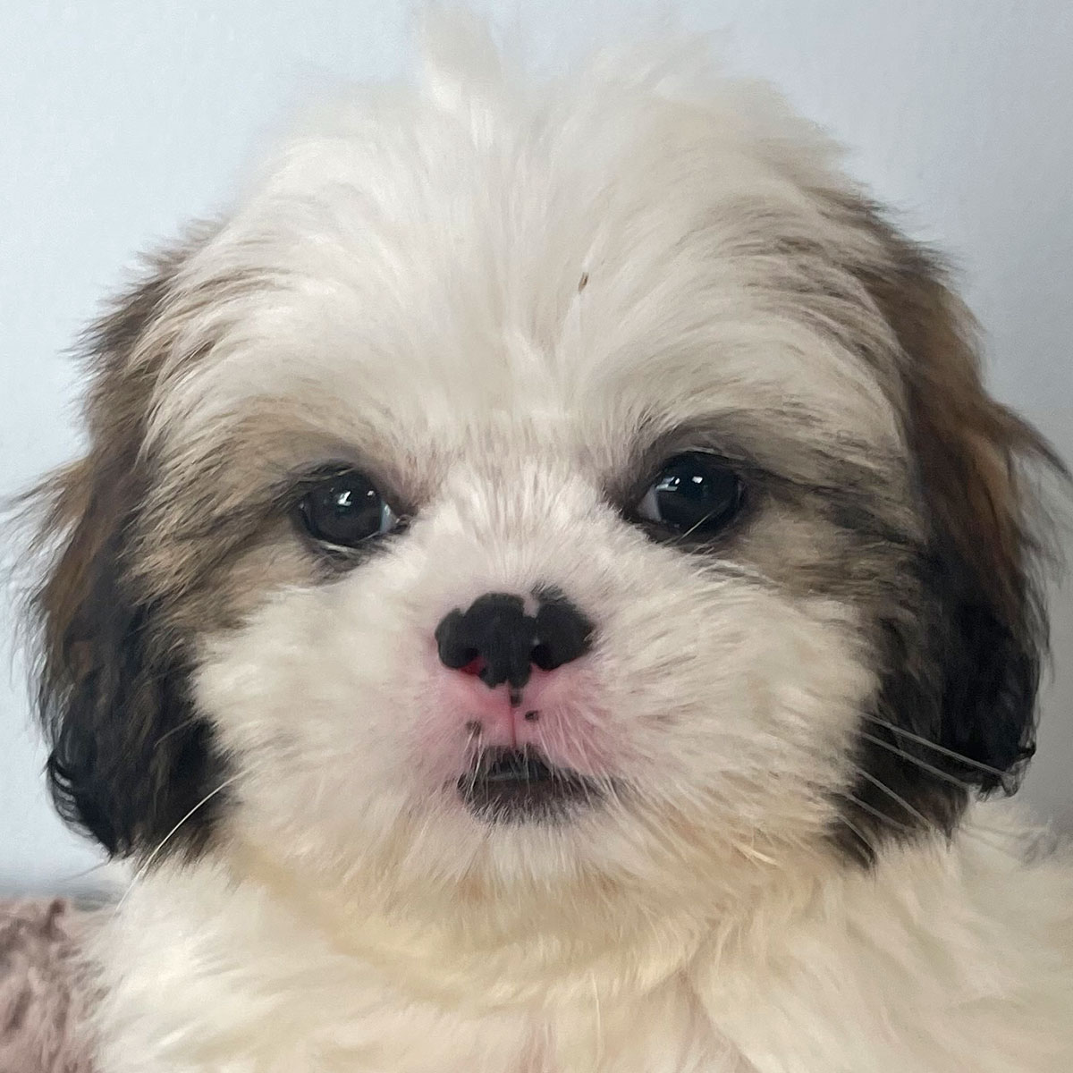 Shih-poo Puppy for Sale - Heavenly Puppies