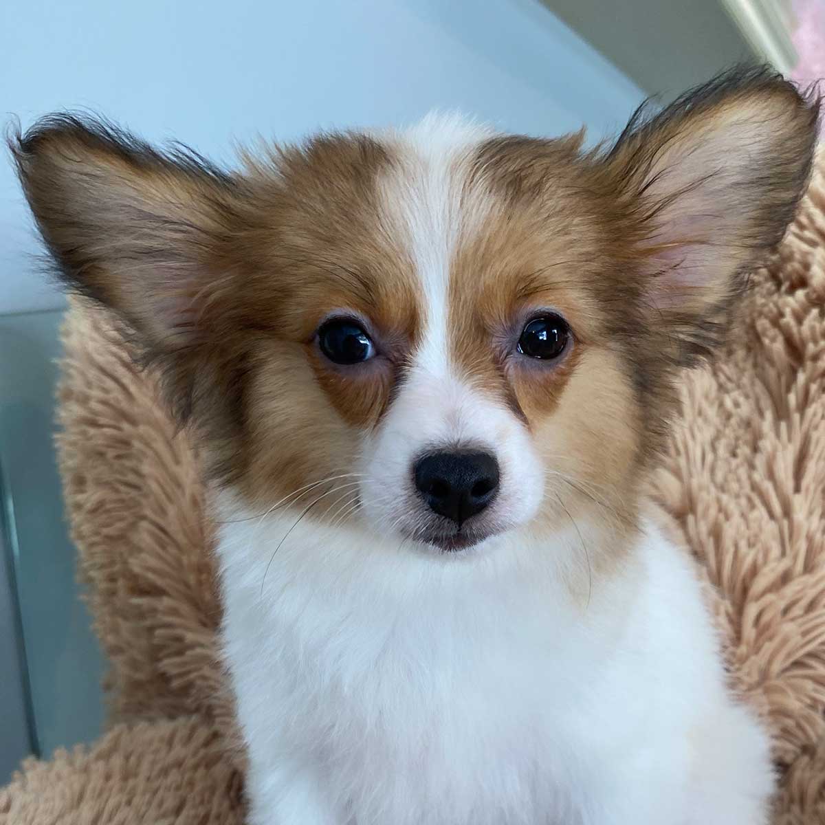 Papillon Puppy for Sale - Heavenly Puppies