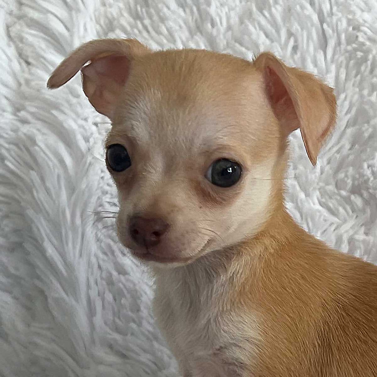 teacup-chihuahua-puppy-for-sale-heavenly-puppies