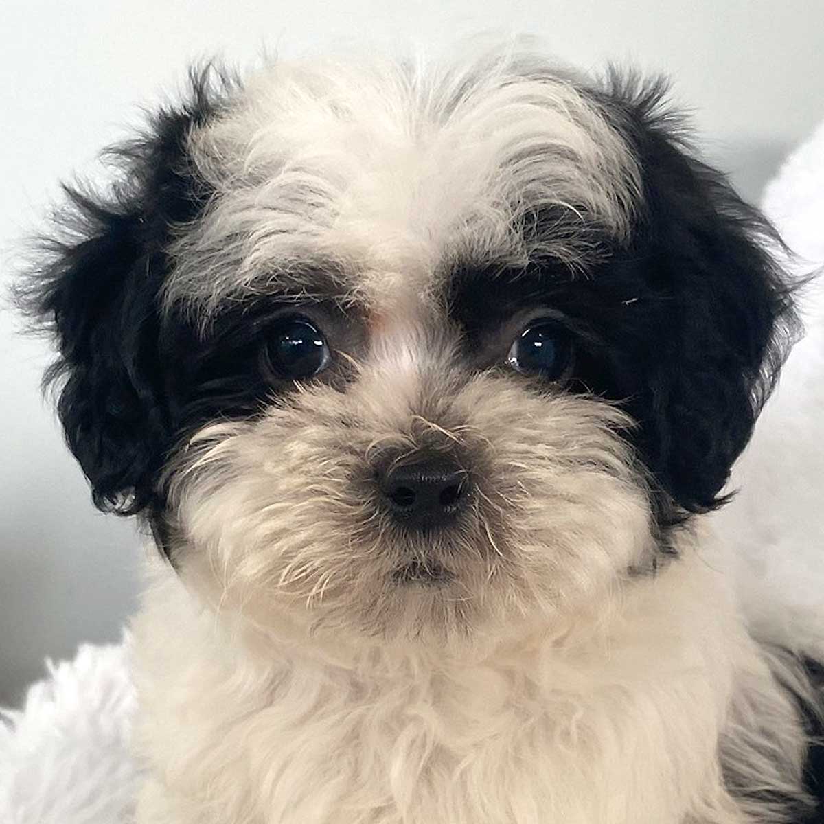 Shihpoo Puppy For Sale 22303 1 