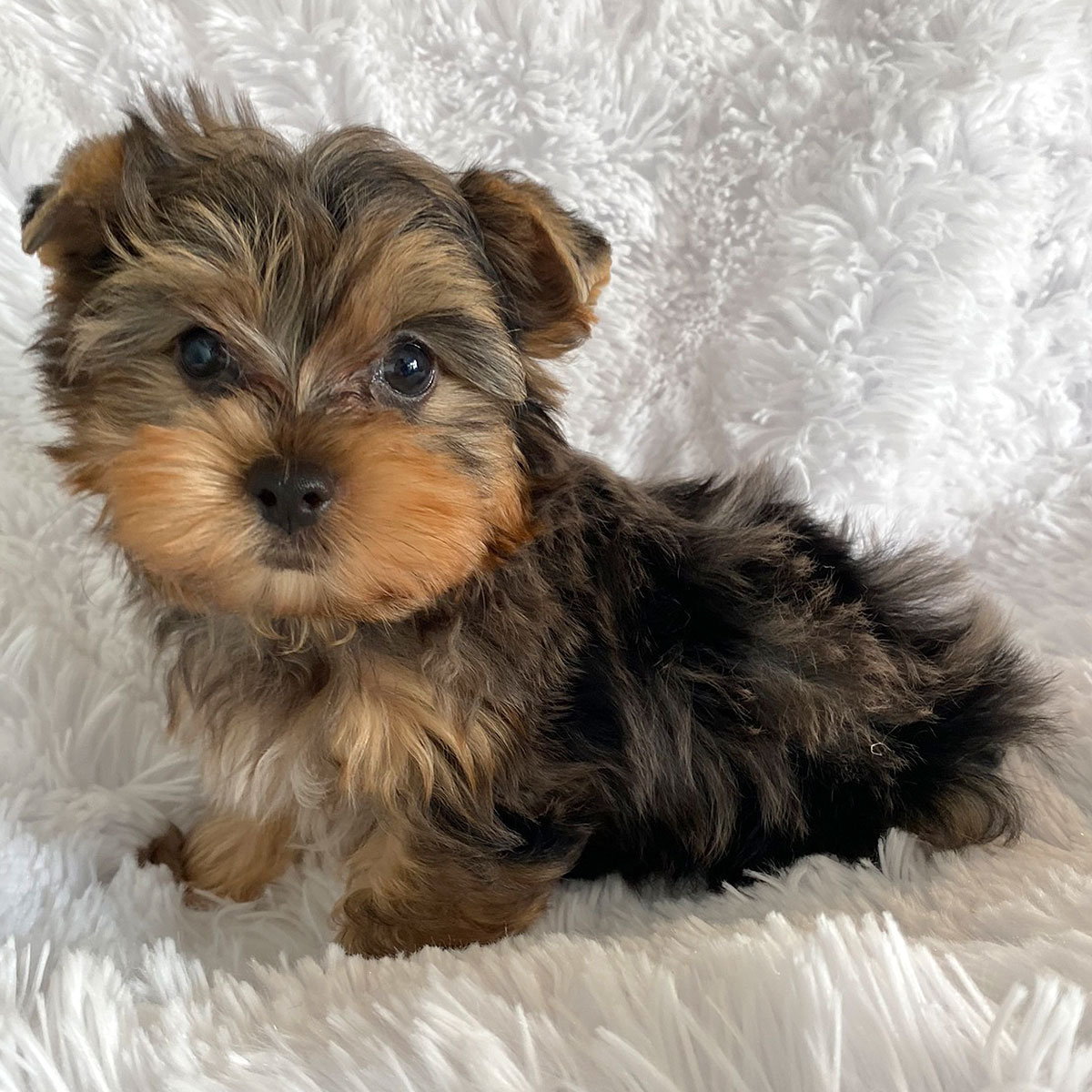 Teacup Yorkie Puppy For Sale 23005 3 