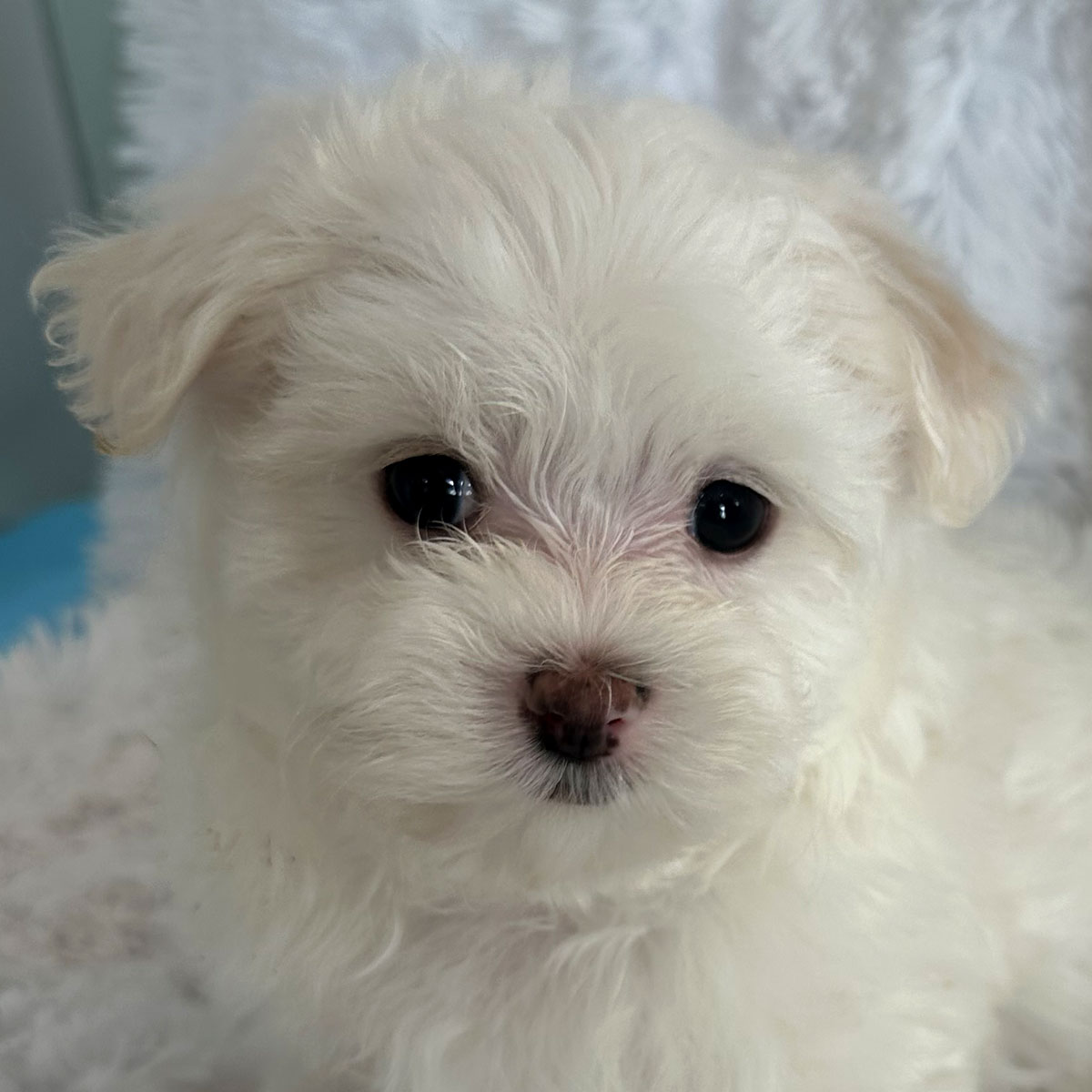 Maltese Puppy for Sale - Heavenly Puppies