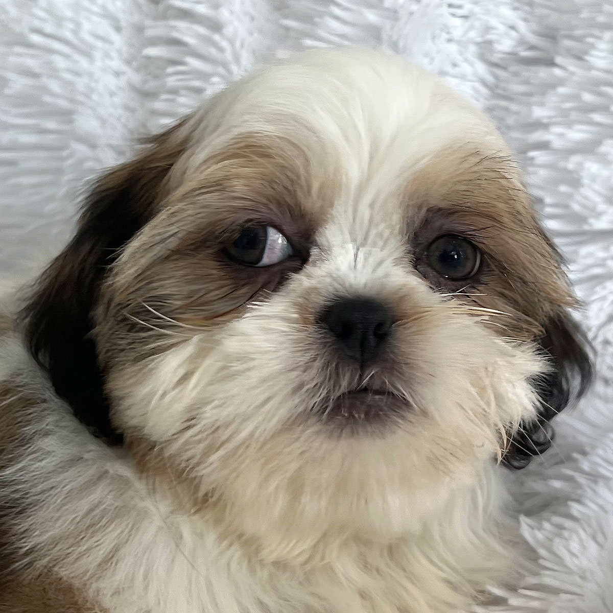 Shih-Tzu Puppy for Sale - Heavenly Puppies