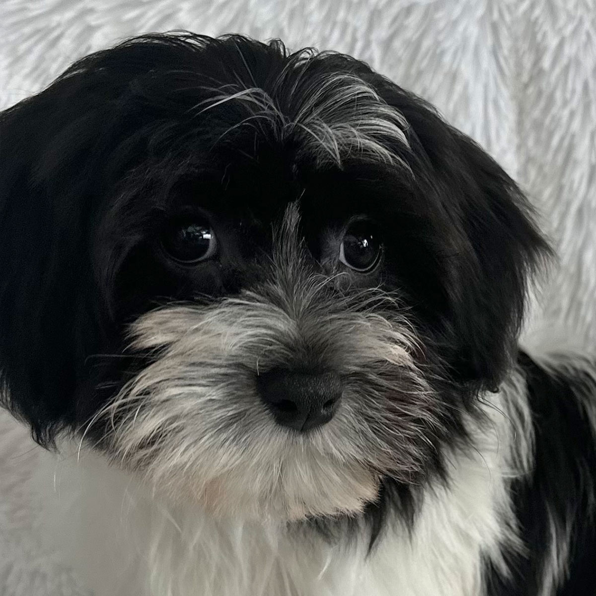 Havanese Puppy for Sale - Heavenly Puppies